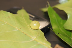 Amphibolips nubilipennis