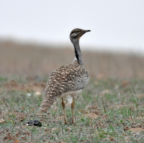 Avutarda hubara africana (Chlamydotis undulata)