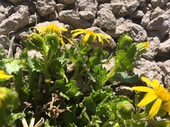Senecio fremontii