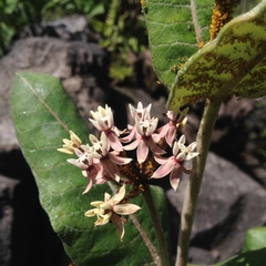 Asclepias otarioides