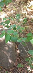Annona senegalensis