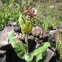 Asclepias otarioides
