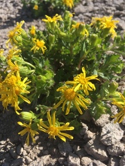 Senecio fremontii