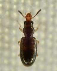 Salpingus planirostris