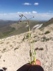 Stellaria umbellata