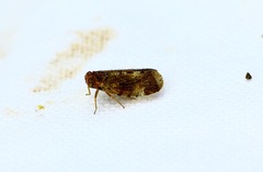 Tachycixius pilosus