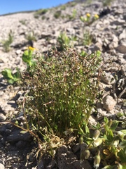 Stellaria umbellata