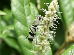 Chlorophorus reductus