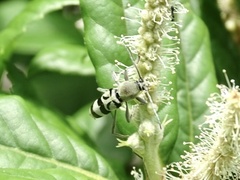 Chlorophorus reductus