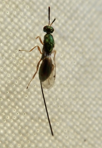 Torymus aucupariae