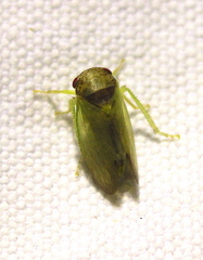 Iassus lanio