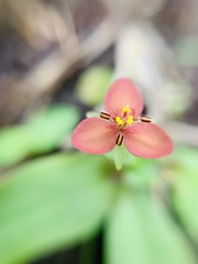 Talinum fruticosum