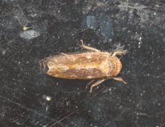 Allygidius atomarius