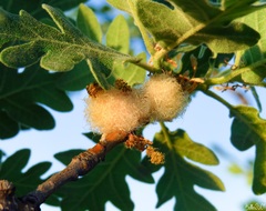 Andricus quercusramuli