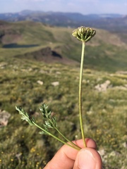 Cymopterus bakeri