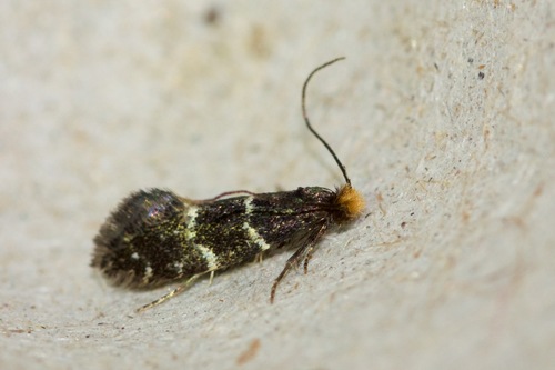 Eudarcia coemeteriiella