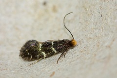 Eudarcia eunitariaeella