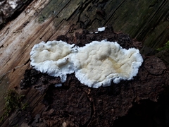 Gloeoporus pannocinctus