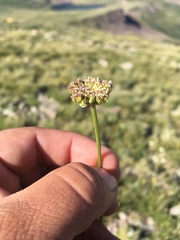 Cymopterus bakeri