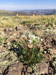 Cymopterus bakeri