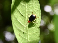 Trichobalya bowringii