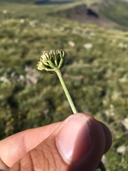 Cymopterus bakeri