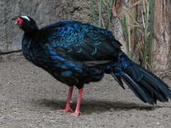 Edwards's Pheasant photo 5