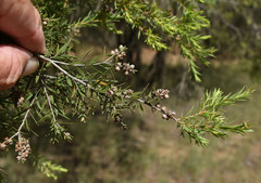 Melaleuca bracteata