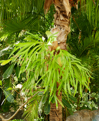 Platycerium stemaria