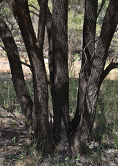 Melaleuca bracteata