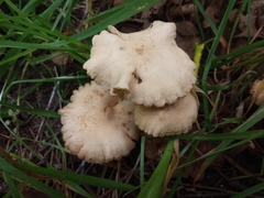 Marasmius oreades