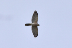 Accipiter badius cenchroides