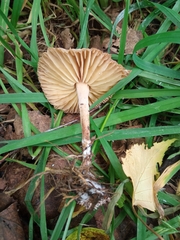 Marasmius oreades