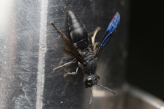 Allorhynchium chinense