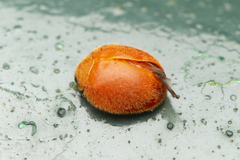 Chilocorus circumdatus