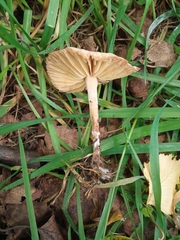 Marasmius oreades