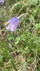 Pulsatilla violacea
