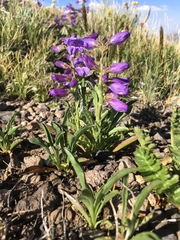 Penstemon hallii