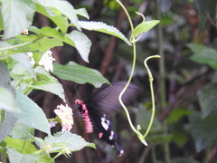 Byasa polyeuctes