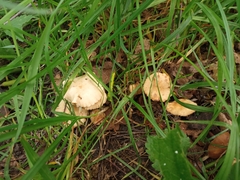 Marasmius oreades