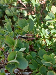 Epipodisma pedemontana