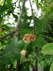 Andricus quercusramuli