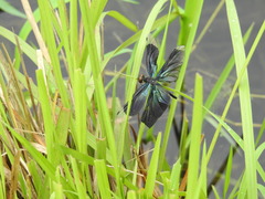 Rhyothemis plutonia
