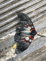 Achelura yunnanensis