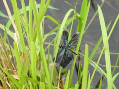 Rhyothemis plutonia