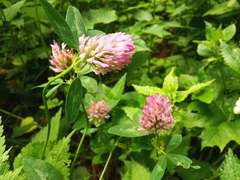 Trifolium pratense