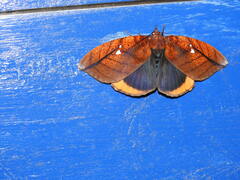 Phyllodes ornata (Phyllodes ornata)