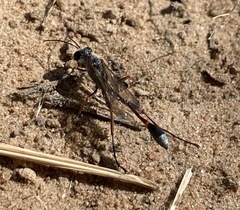 Ammophila bechuana