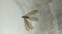 Odontotermes formosanus