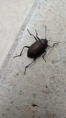 Plesiophthalmus formosanus